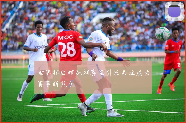 世界杯白猫亮相赛场引发关注成为赛事新焦点